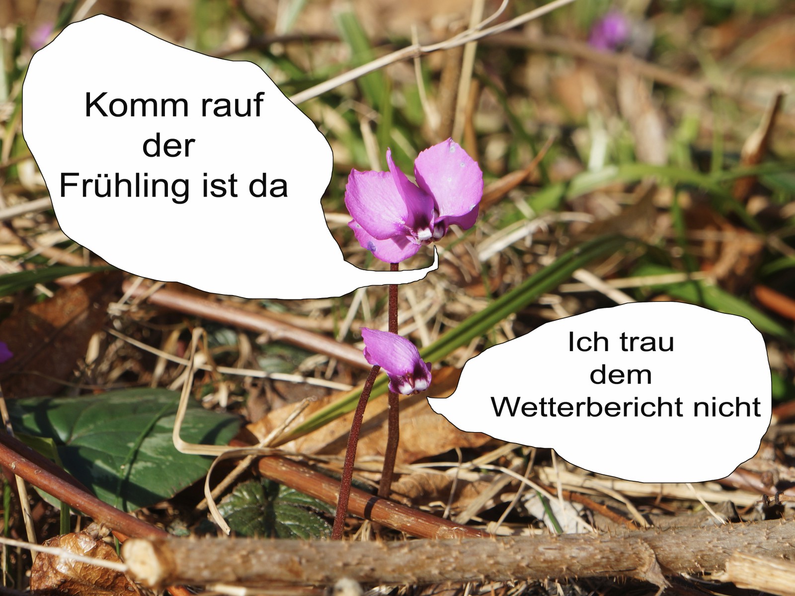 Alpenveilchen Pärchen Fotocomic  Alpenveilchen Pärchen Fotocomic