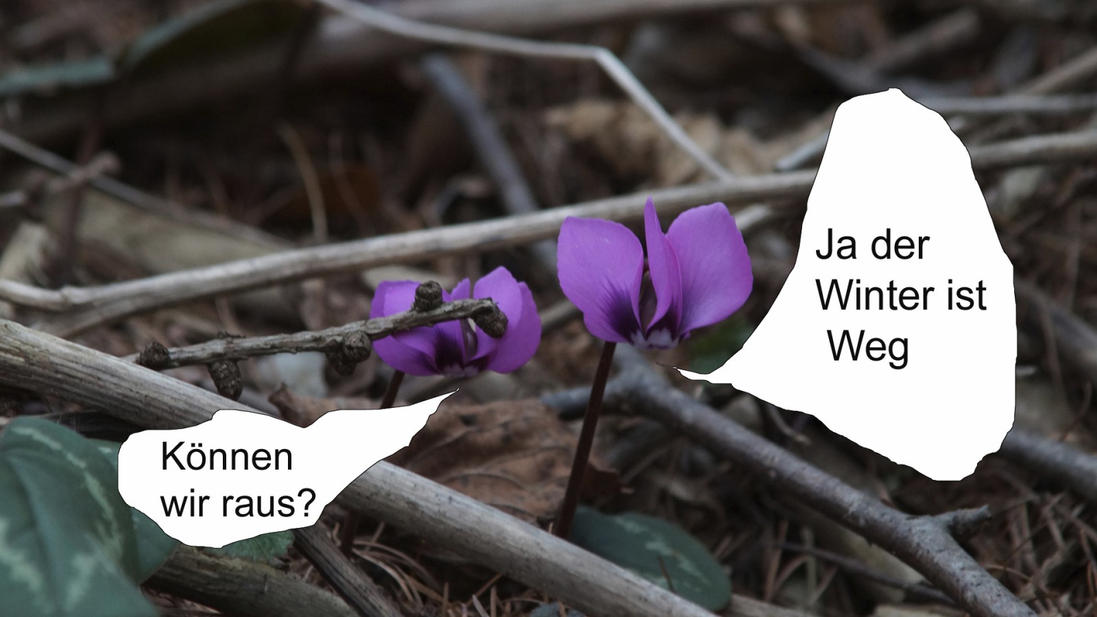 Alpenveilchen Wintercomic  Alpenveilchen Wintercomic