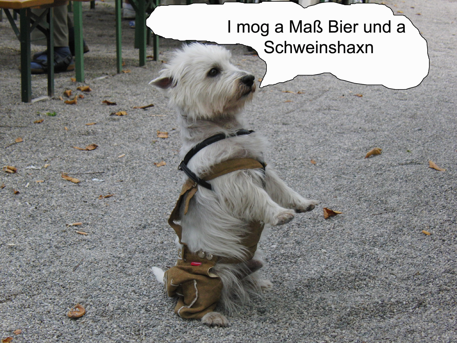 Biergarten Hund Biergarten Hund