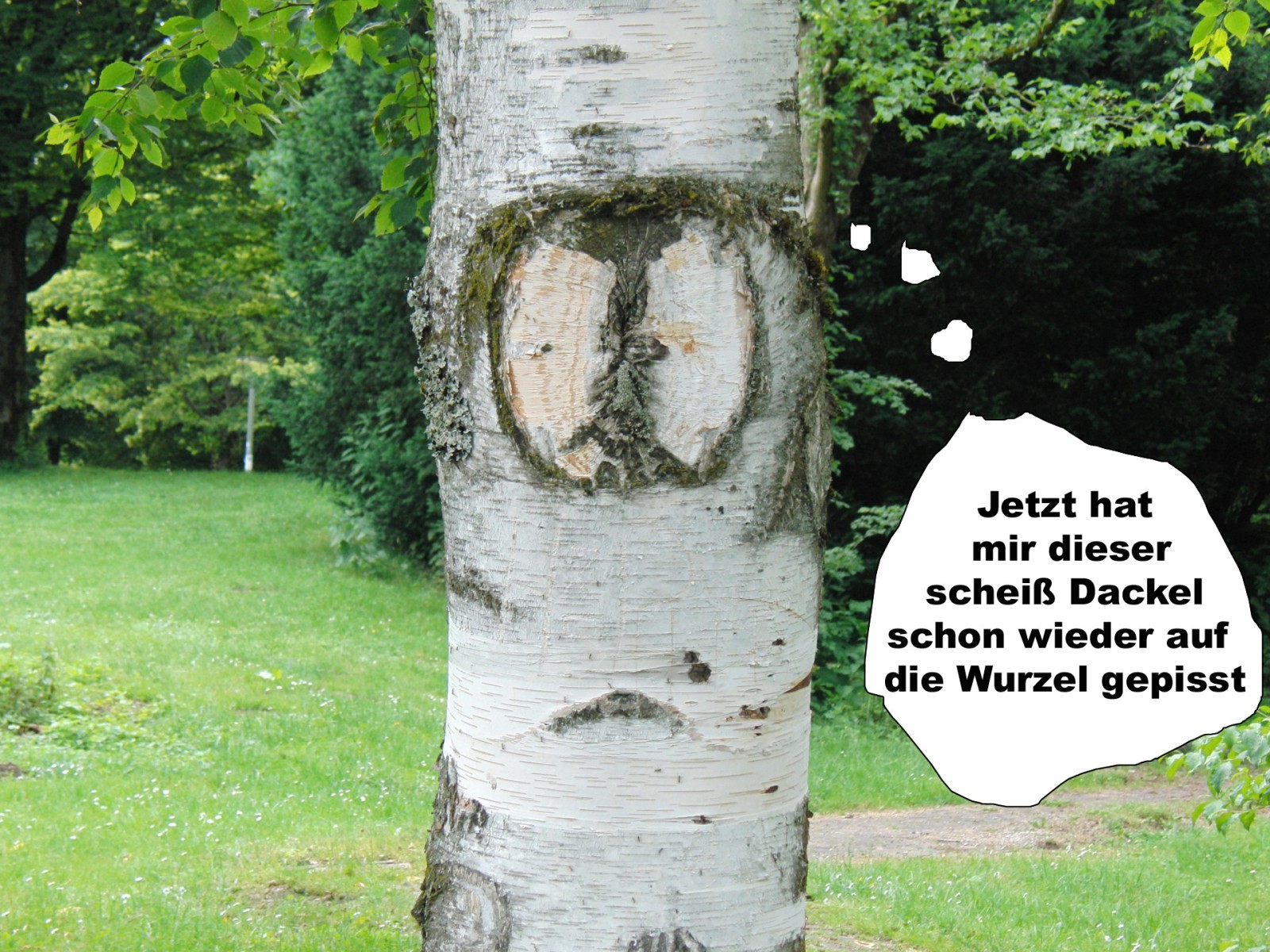 Birkenstamm-Problem  Birkenstamm-Problem