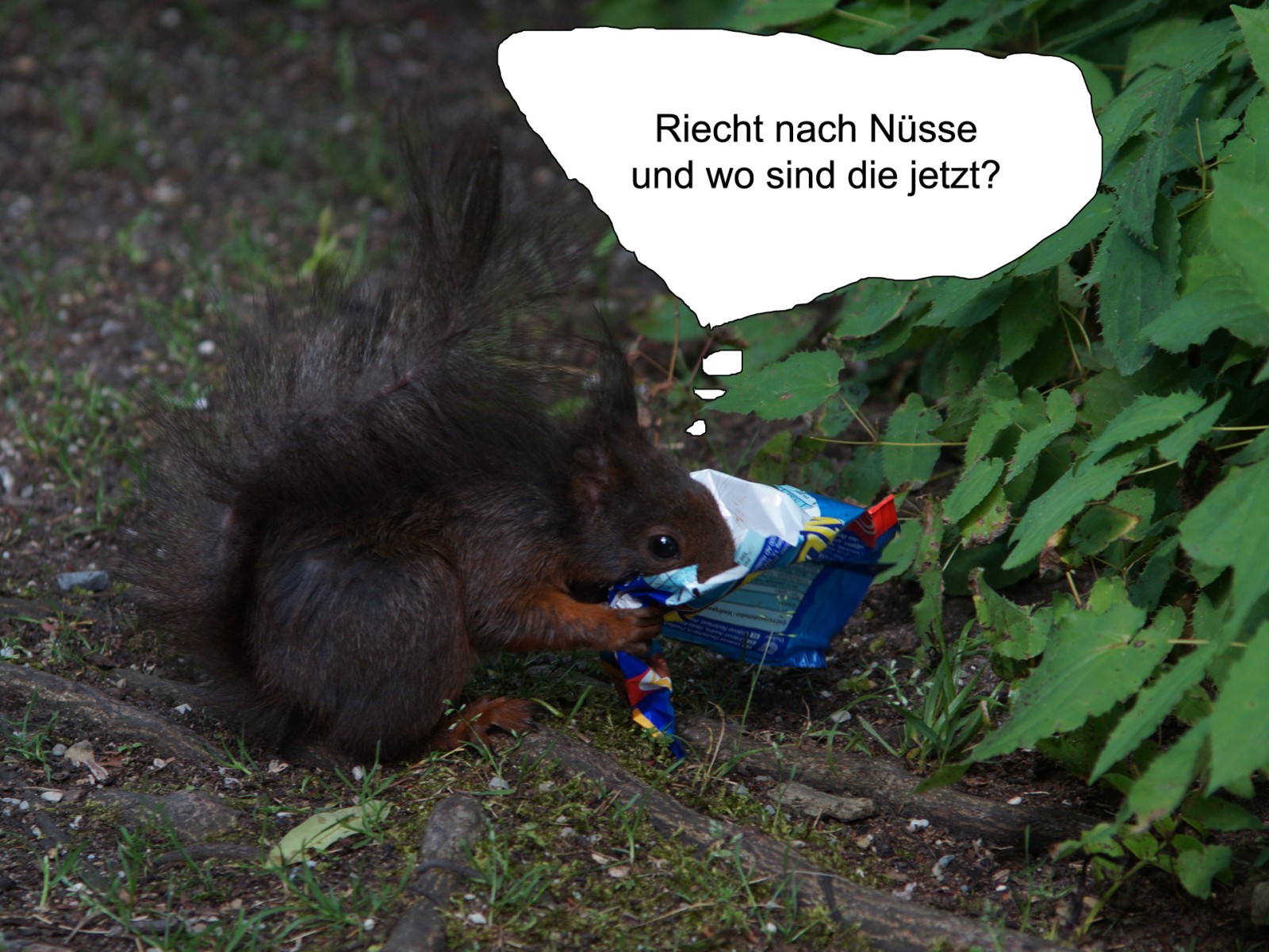 Eichhörnchen sucht Nüsse im Eispapier  Eichhörnchen sucht Nüsse im Eispapier