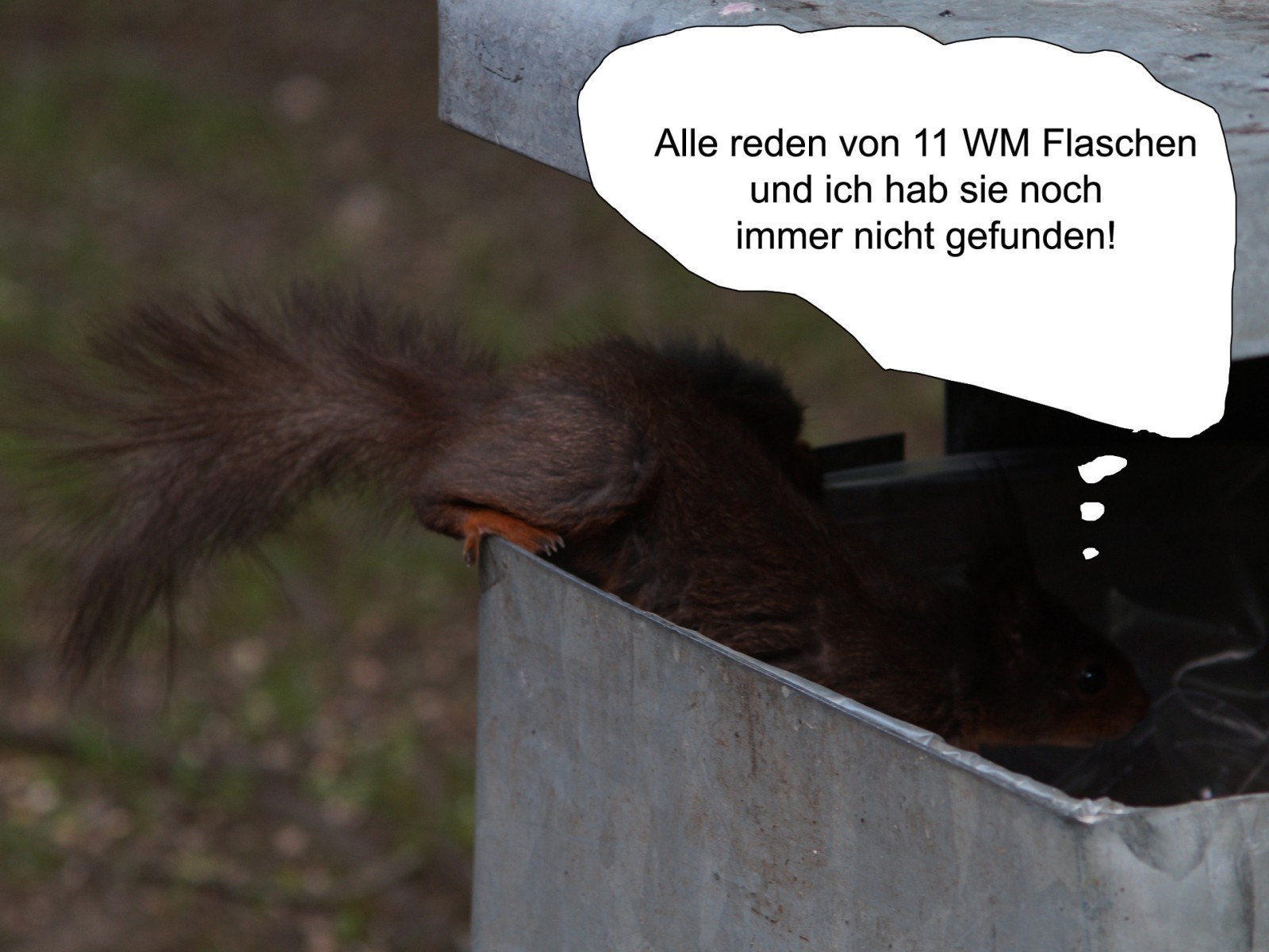 Flaschensammler-Eichhörnchen  Flaschensammler-Eichhörnchen