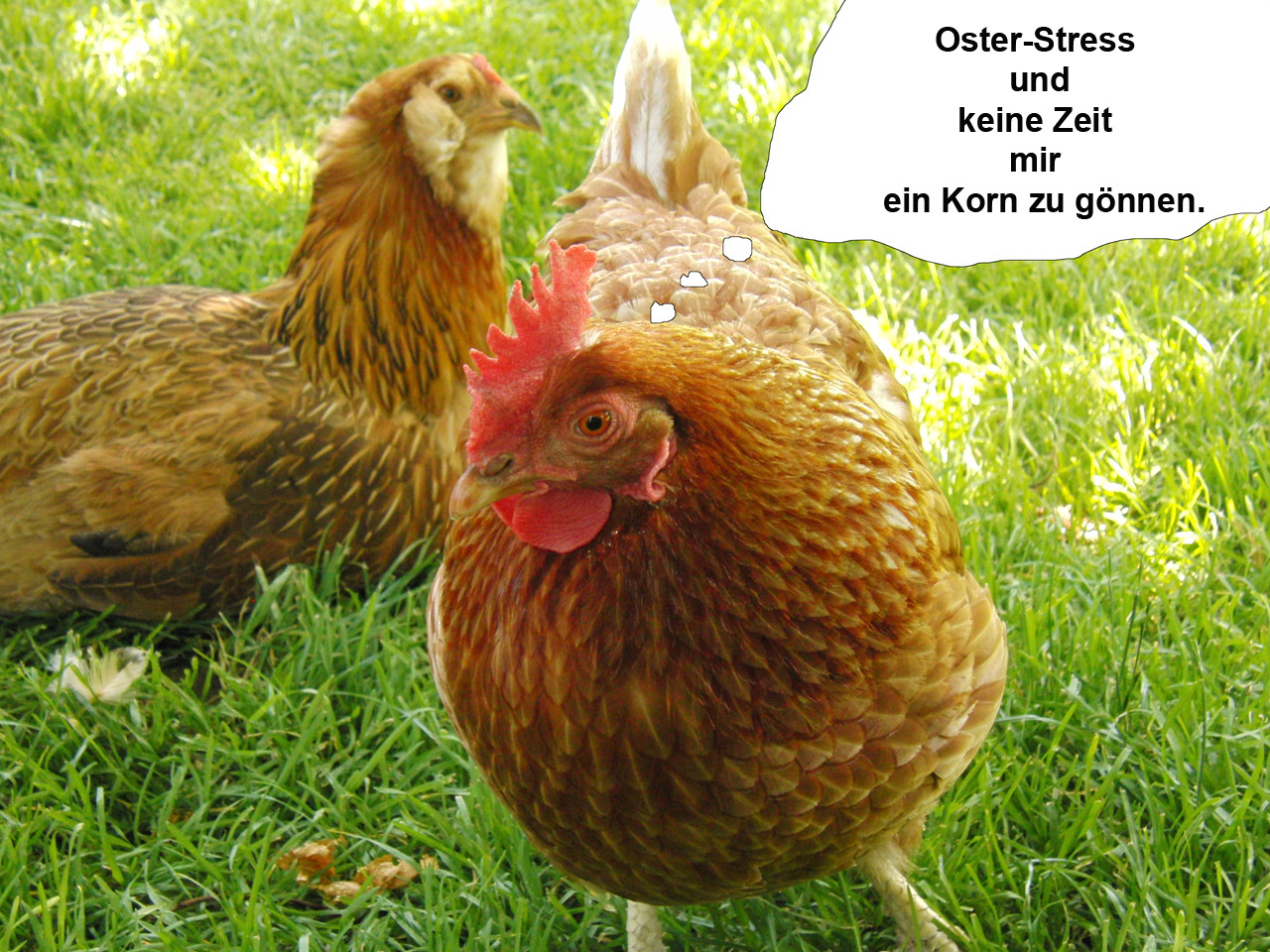 Hahn im Osterstress  Hahn im Osterstress