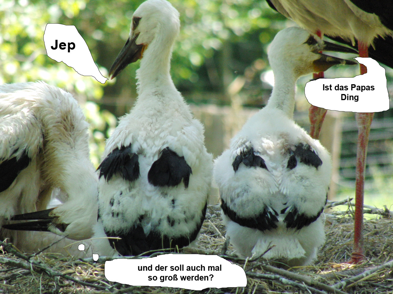Juniorsorgen im Storchennest  Juniorsorgen im Storchennest