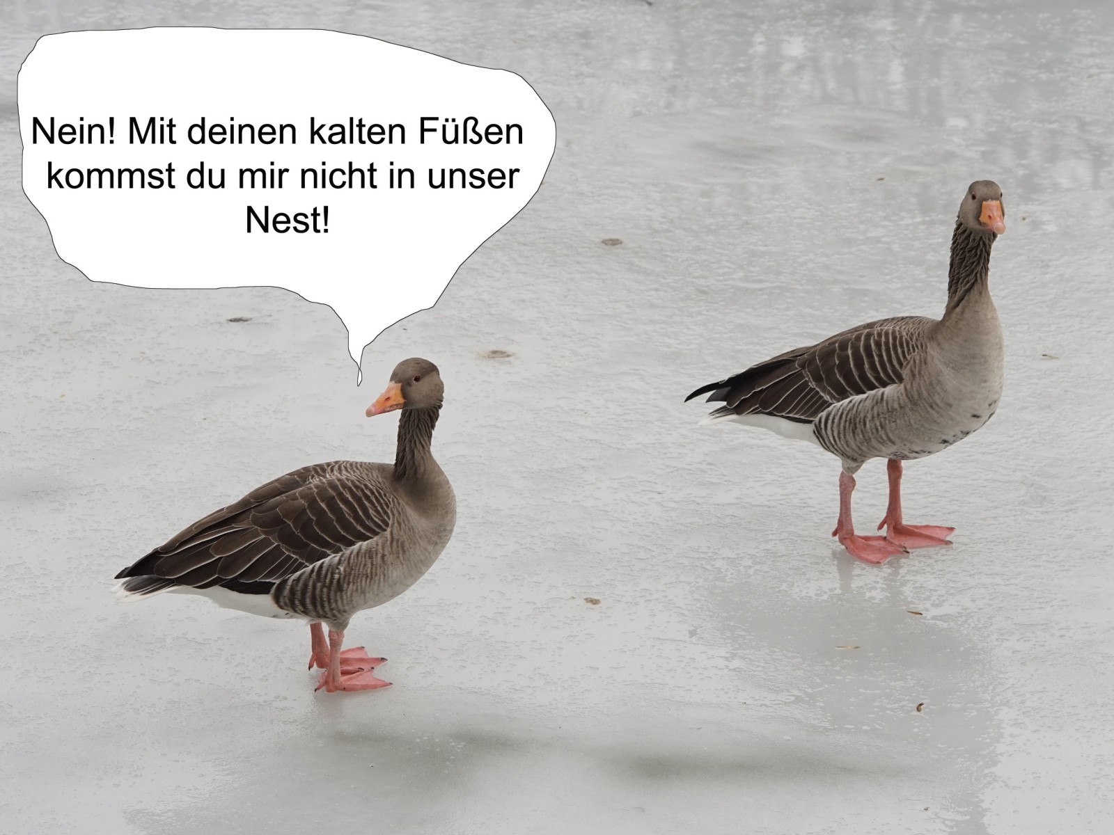 Kalte Füße Comic   Kalte Füße Comic