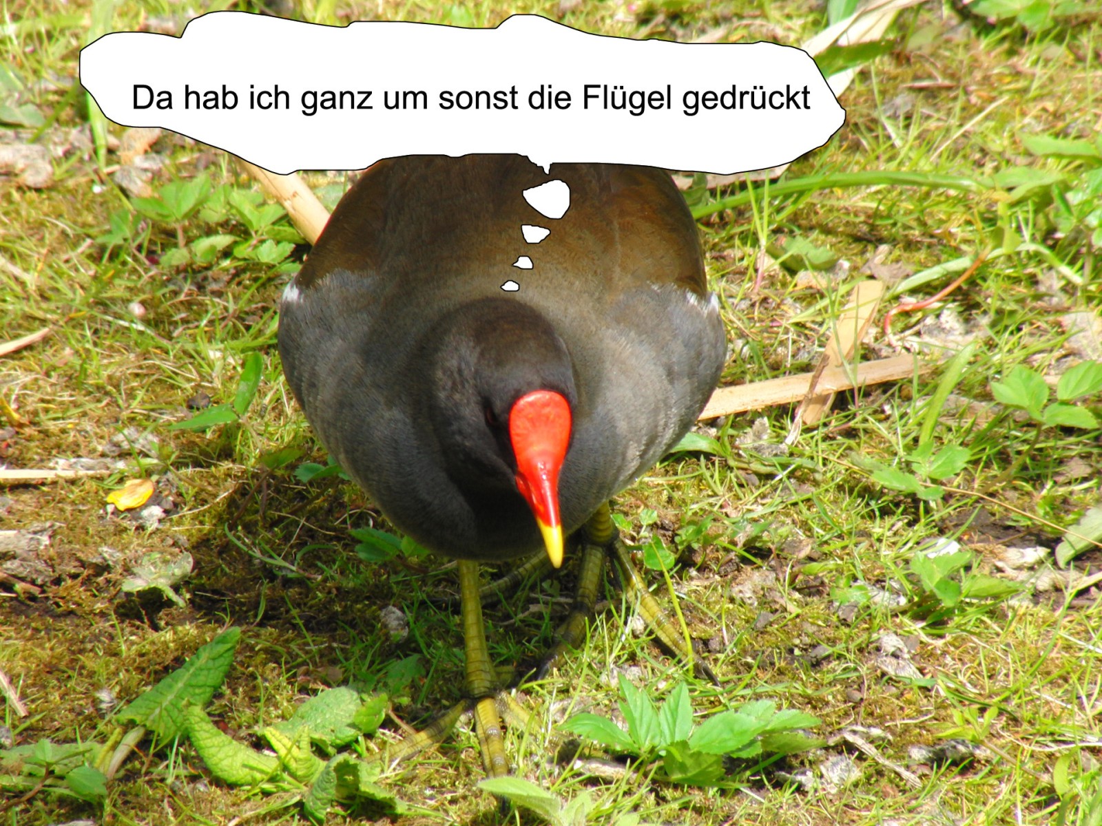 Umsonst die Flügel gedrückt  Umsonst die Flügel gedrückt