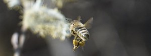 Anflug zum Palmkätzchen FB Banner