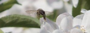 Auf zur nächsten Blüte FB Banner