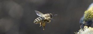 Bienenflug zum Palmkätzchen FB Banner