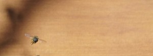 Biene am Stock FB Banner