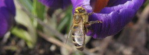 Biene an lila Krokus FB Banner