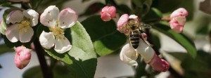 Biene an Obstblüte FB Banner