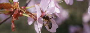 Biene an rosa Kirschblüte FB Banner