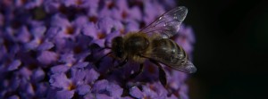 Biene an Sternhyazinthe FB Banner
