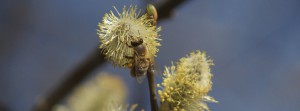 Biene an Weidenkätzchenblüte FB Banner