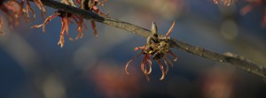 Biene an Zaubernuss FB Banner
