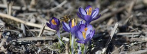 Biene auf dem Weg zum Krokus FB Banner