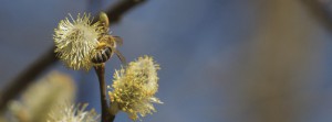 Biene auf Weidenkätzchen FB Banner