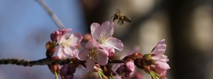 Biene im flug zur Kirschblüte FB Banner