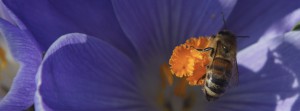 Biene im ila Krokus FB Banner