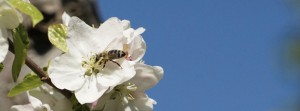 Biene in Apfelblüte FB Banner