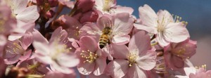 Biene-Kirschblüten FB Banner