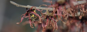 Biene unter Zaubernussblüte FB Banner