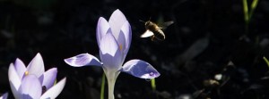 Biene zum Krokus mit Regentopfen FB Banner