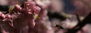 Biene zur Kirschblüte FB Banner