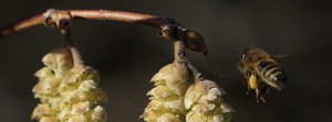 Bienenarbeit im Vorfrühling FB Banner