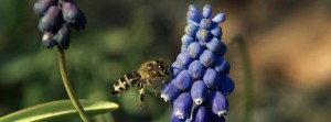Bienenflug zur Traubenhyazinthe FB Banner