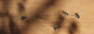 Bienen am Stock FB Banner