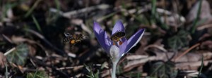 Bienenduo am Elfenkrokus FB Banner