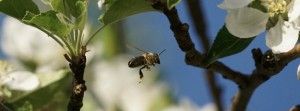 Bienenflug im Frühling FB Banner