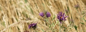Bienenflug im Herbst FB Banner