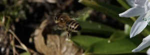 Bienenflug im Vorfrühling FB Banner