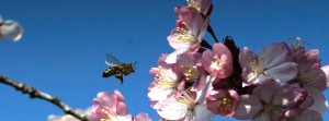Bienenflug zur rosa Kirschblüte FB Banner