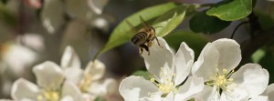 Bienenflug zur weißen Blüte FB Banner