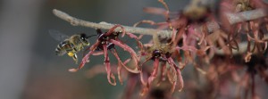 Bienenflug zur Zaubernuss FB Banner