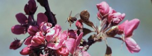 Bienenflug zwischen rosa Blüten FB Banner