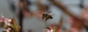 Bienenflug zwischen Winterschneeball FB Banner