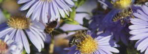 Fleißige Biene im Herbst FB Banner