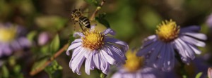 Herbstastern mit Biene 6 FB Banner Herbstastern mit Biene 6 FB Banner