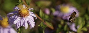 Herbstastern mit Biene 5 FB Banner Herbstastern mit Biene 5 FB Banner