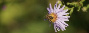 Herbstastern mit Biene 4 FB Banner Herbstastern mit Biene 4 FB Banner