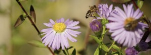 Herbstastern mit Biene 3 FB Banner Herbstastern mit Biene 3 FB Banner