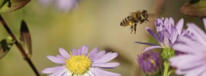 Herbstastern mit Biene 1 FB Banner Herbstastern mit Biene 1 FB Banner