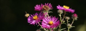 Herbstastern mit Biene FB Banner Herbstastern mit Biene FB Banner