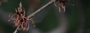 Honigsammeln an der Zaubernuss FB Banner Honigsammeln an der Zaubernuss FB Banner