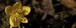 Hummel über Krokus FB Banner Hummel über Krokus FB Banner